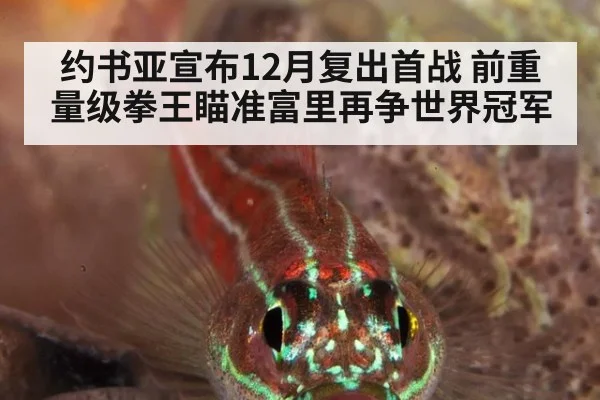 约书亚宣布12月复出首战 前重量级拳王瞄准富里再争世界冠军